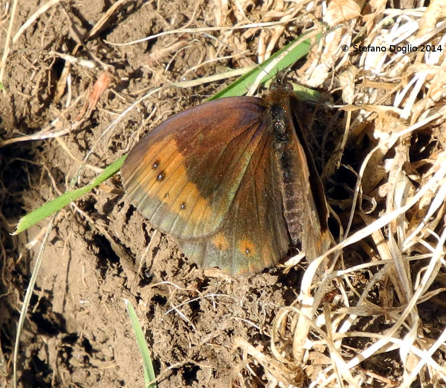 Erebia neoridas